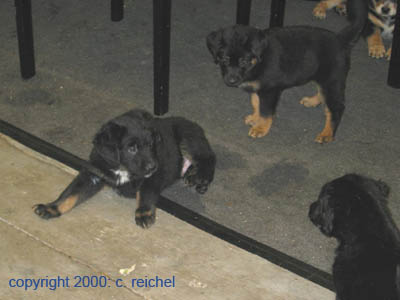 48_5_5_wochen